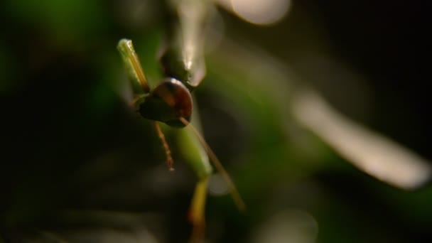 螳螂昆虫在自然中 — 图库视频影像