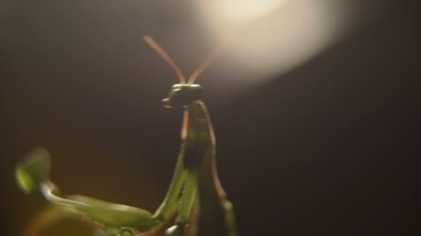 Praying mantis insekt i naturen — Stockvideo