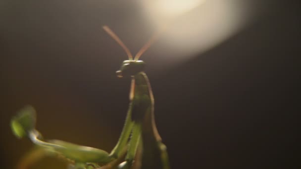 Oración Mantis insecto en la naturaleza — Vídeo de stock