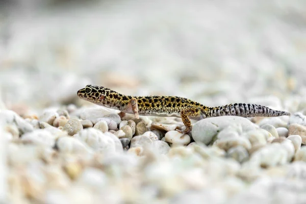 Gecko lizard on rocks — Stock Photo, Image