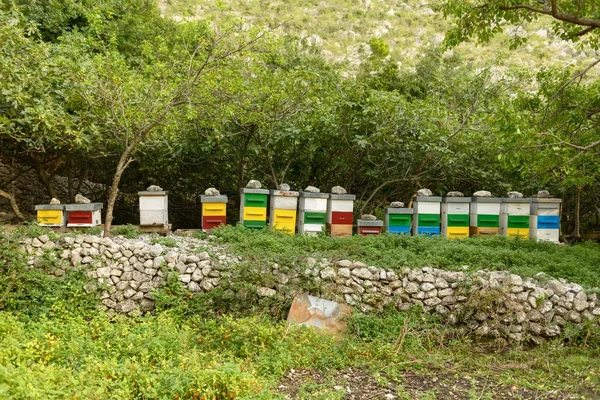 Colmeias de abelhas na floresta verde — Fotografia de Stock