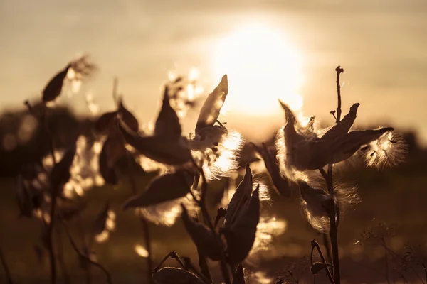 Divoká květina v západu slunce — Stock fotografie