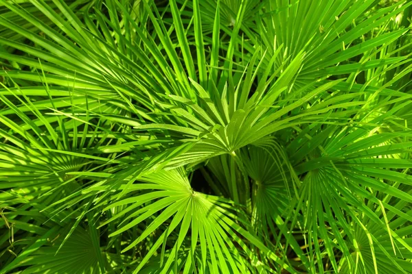 Closeup photo of a palm tree — Stock Photo, Image