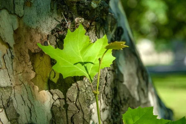 Folhas verdes na árvore — Fotografia de Stock