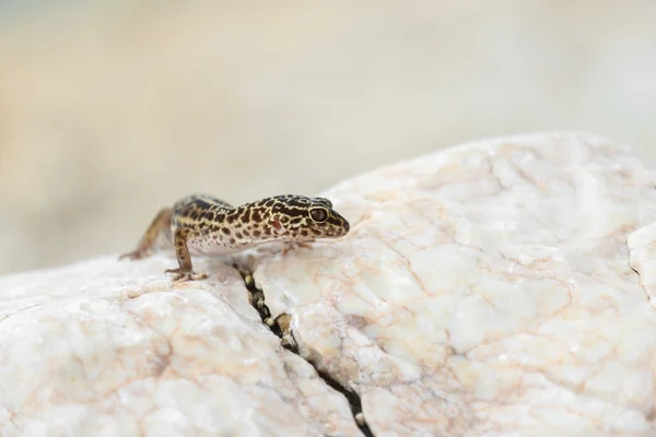 Gecko lizard on rocks — Stock Photo, Image