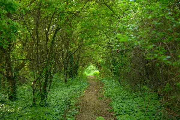 Kleiner Pfad durch den Wald — Stockfoto