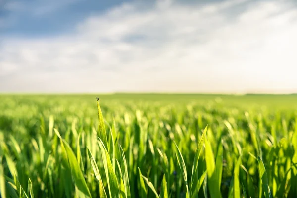 Närbild foto av färskt grönt gräs — Stockfoto