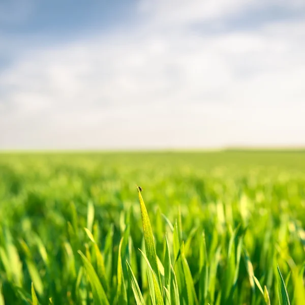 Closeup photo of fresh green grass — Stock Photo, Image