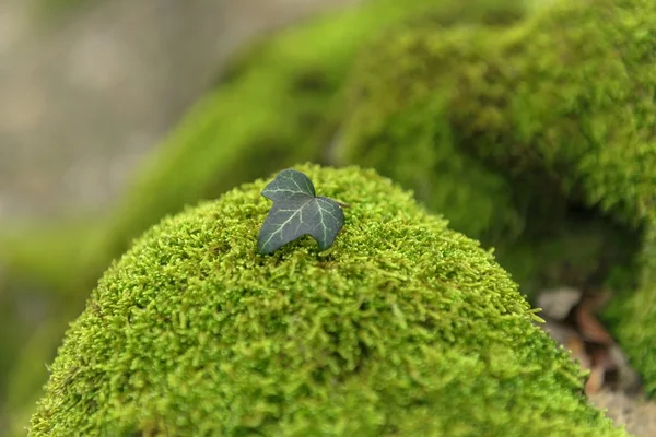 Green moss isolated — Stock Photo, Image