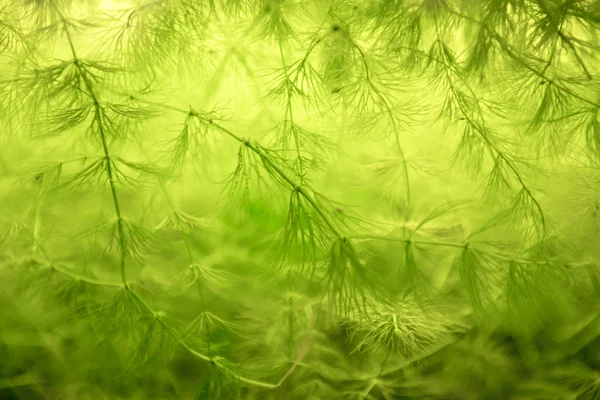 緑の植物のクローズ アップ写真 — ストック写真