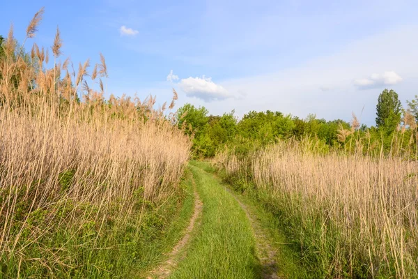 Pequeño camino que atraviesa el bosque — Foto de Stock