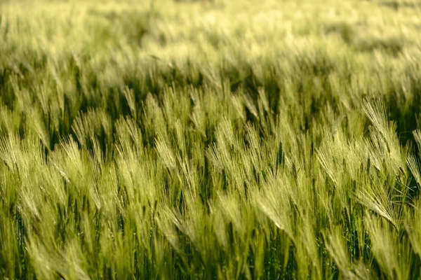 Foto de cerca de trigo fresco —  Fotos de Stock