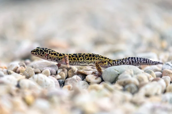 Gecko lizard on rocks — Stock Photo, Image