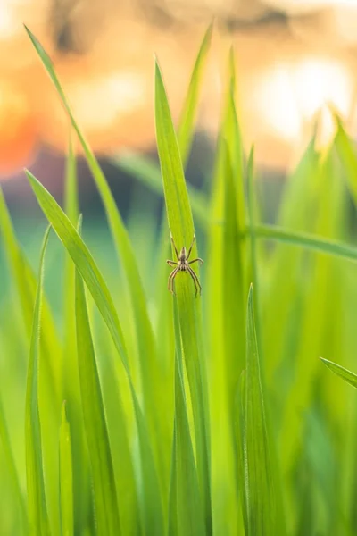 A friss, zöld fű Vértes fotó — Stock Fotó