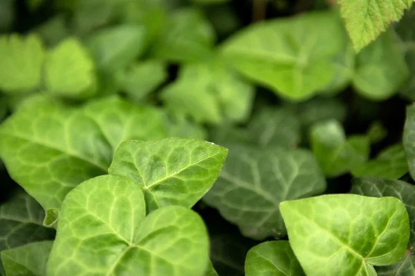 Hojas de hiedra verde fresca de cerca —  Fotos de Stock