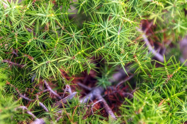 Muschio verde sul tronco d'albero — Foto Stock