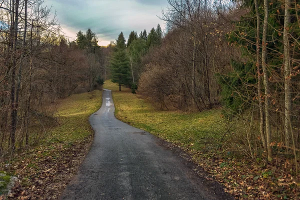 Caminho pequeno que vai através da floresta — Fotografia de Stock