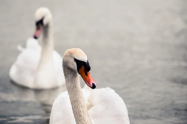 Cigno che nuota con le anatre — Foto Stock