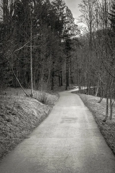 Küçük yol gidiş yalak orman — Stok fotoğraf