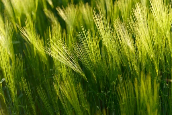 Крупним планом фото свіжої пшениці — стокове фото
