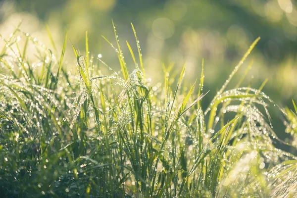 新鮮な緑の芝生のクローズ アップ写真 — ストック写真