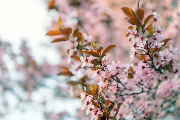 Primavera flores de cereja close-up foto — Fotografia de Stock