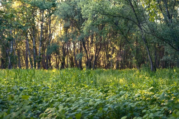 Nel profondo della foresta — Foto Stock