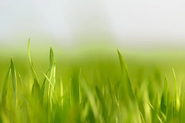 新鮮な緑の芝生のクローズ アップ写真 — ストック写真