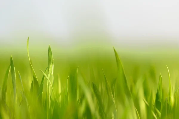 Close-up foto van vers groen gras — Stockfoto