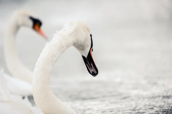 Swan swimming with ducks — Stock Photo, Image