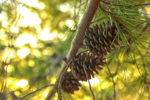 Abstract hoto of some winter branches — Stock Photo, Image