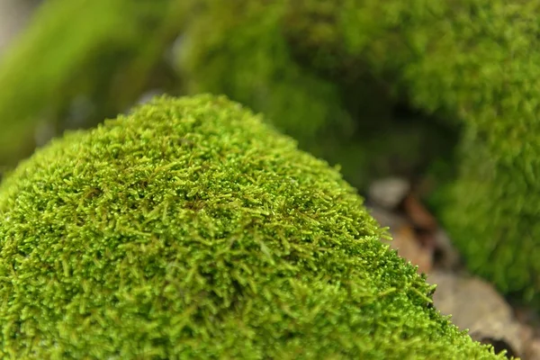 緑の苔のクローズ アップ写真 — ストック写真