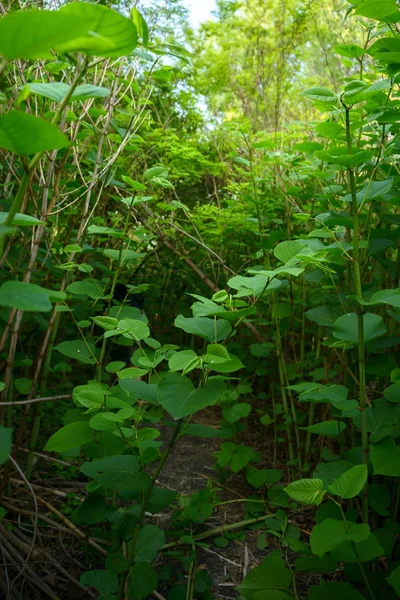 新鮮な植物のクローズ アップ写真 — ストック写真