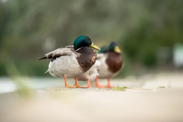 Anatra sull'erba verde — Foto Stock