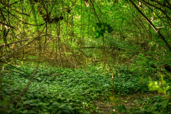 Głęboko w lesie — Zdjęcie stockowe