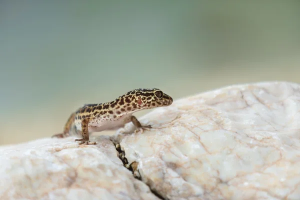 Gecko lizard on rocks — Stock Photo, Image
