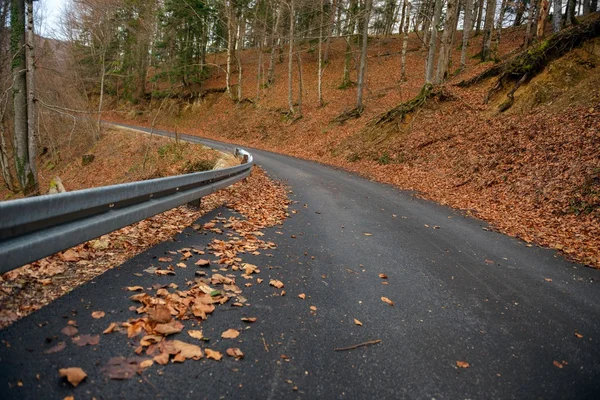 Vägen i skogen Höstlandskap — Stockfoto