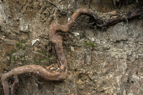 Large thick root on rocky background — Stock Photo, Image