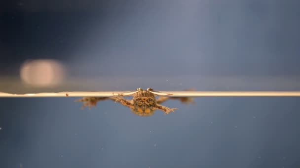 Плавающая лягушка в воде — стоковое видео