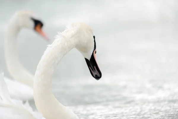 Cigno che nuota con le anatre — Foto Stock