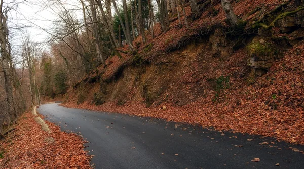 Estrada em Outono paisagem florestal — Fotografia de Stock