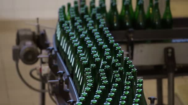 Many bottles on conveyor belt — Stock Video