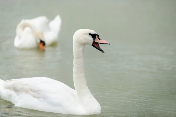 Cigno che nuota con le anatre — Foto Stock