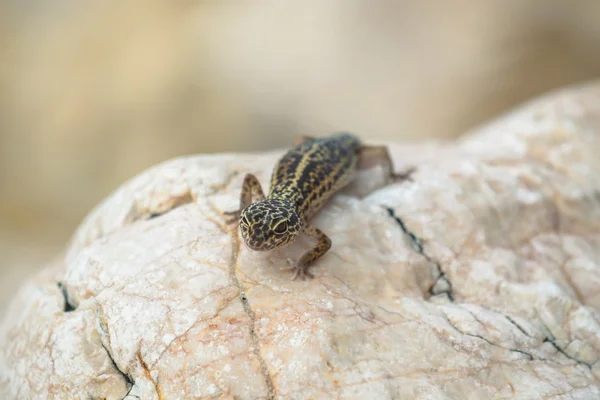 Gecko lizard on rocks — Stock Photo, Image