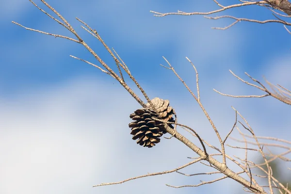 Abstract hoto of some winter branches — Stock Photo, Image