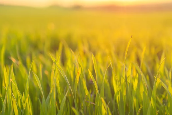 Closeup photo of fresh green grass — Stock Photo, Image