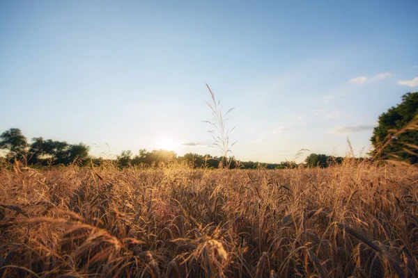 Gran campo agrícola con cereales — Foto de Stock