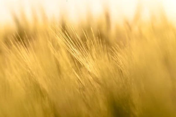 Closeup fotografie nějaké čerstvé pšeničné — Stock fotografie