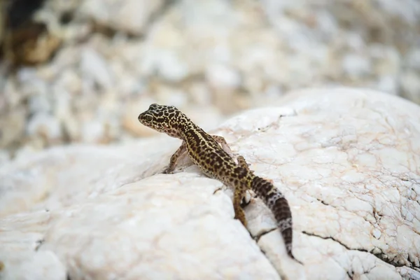 Gecko lizard on rocks — Stock Photo, Image