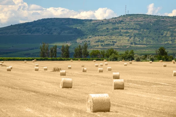 Hay bails on the field — Stock Photo, Image